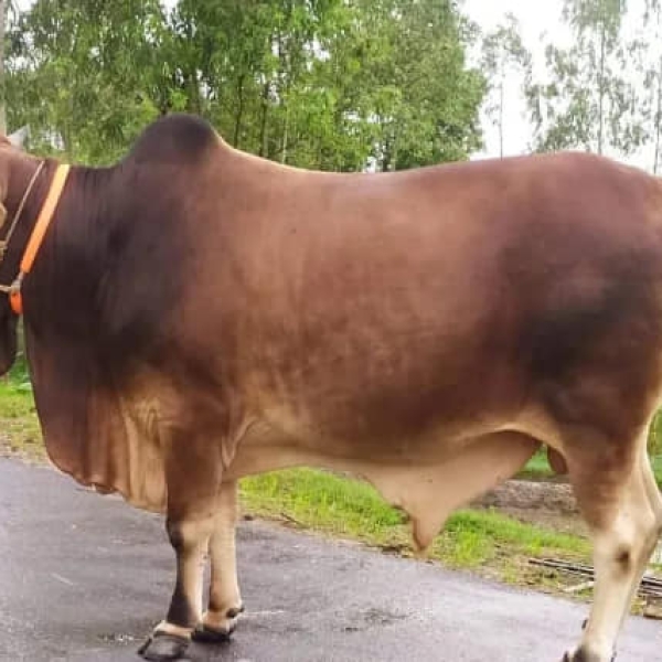 HalalPrani_Shop_Cow1