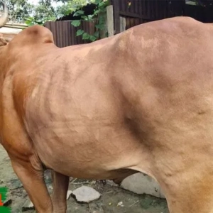 HalalPrani_Shop_Cow6