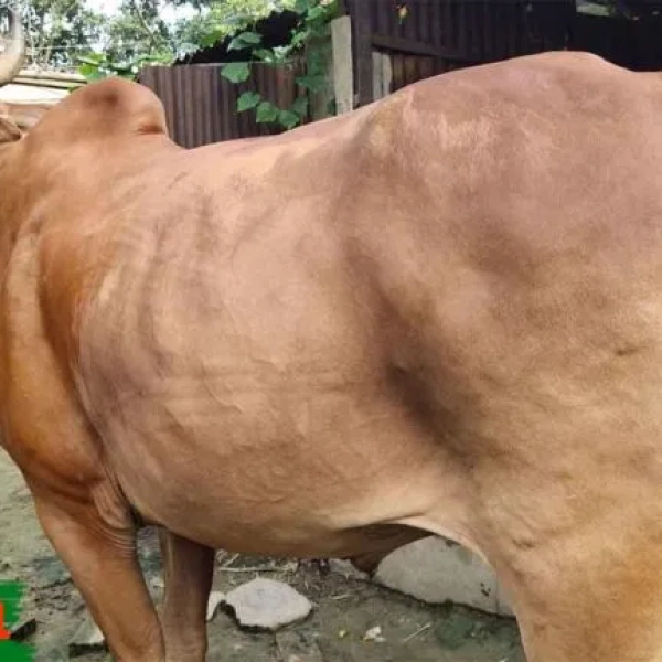 HalalPrani_Shop_Cow6