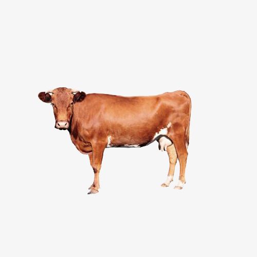 Cow