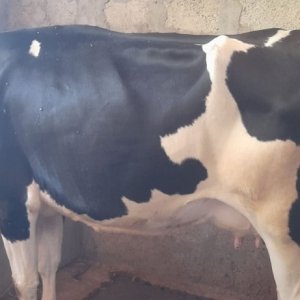 HalalPrani_Shop_Cow2