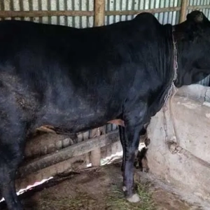 HalalPrani_Shop_Cow5